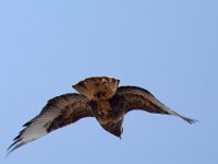 Maeusebussard (Buteo buteo) 44